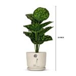 Bonsai Valli Pacha Plant Ceramic Pot - Image 5