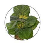 Bonsai Valli Pacha Plant Ceramic Pot - Image 6