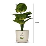 Bonsai Valli Pacha Plant Ceramic Pot - Image 7