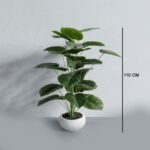 Eye 01-1 6030 Cigar Calathiya Plant 30 Leaf Muskmello 12
