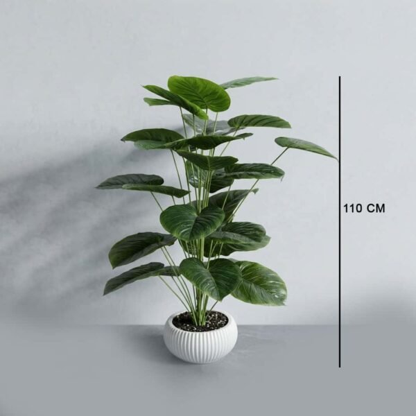 Eye 01-1 6030 Cigar Calathiya Plant 30 Leaf Muskmello 12