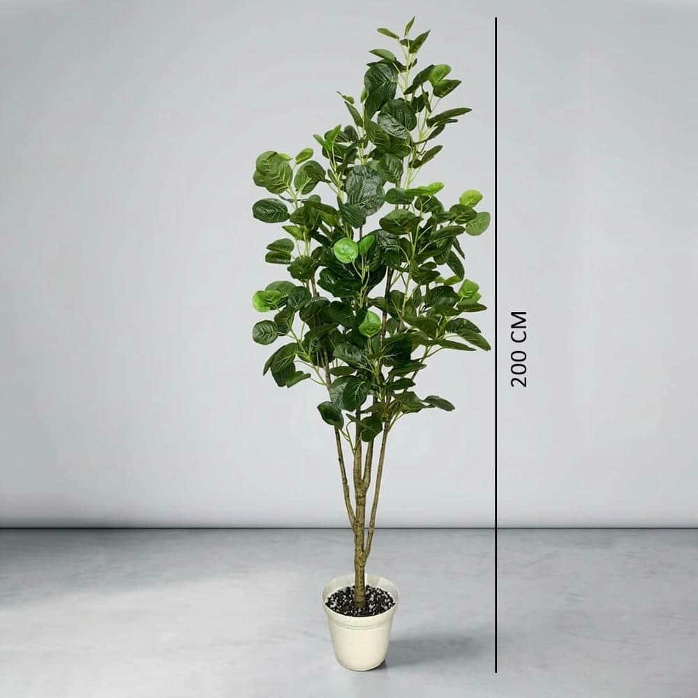 7.4 Mang Kokan Plant B 2 Meter With Aura Pot 10" - Image 1
