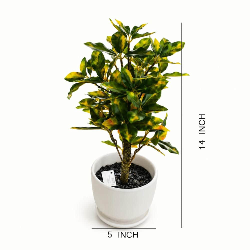 bunsai .10 E 7327 7529 Bonsai - Image 1